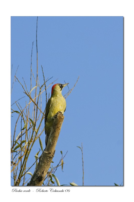 Picchio verde - Picus viridis